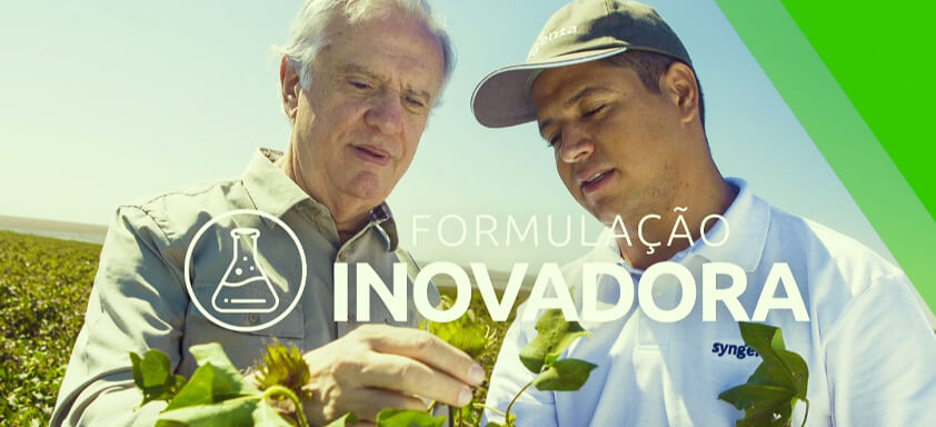 Dois homens analisando planta de algodão