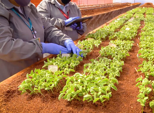 Pesquisadores realizando testes em um campo experimental