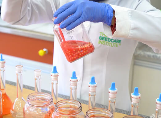 Pesquisador realizando teste em sementes em um laboratório