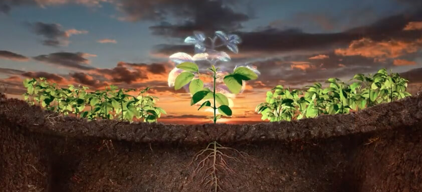 Imagem que mostra a raiz de uma planta de soja