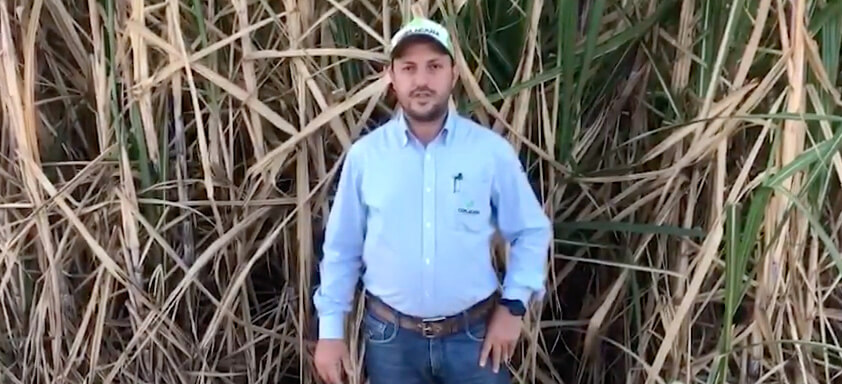 Produtor Itamar de Souza em frente à plantação de cana