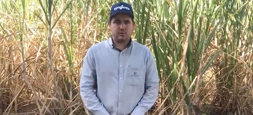 Leonardo Roberto Furlaneto, da Coopercitrus, em frente à plantação de cana.