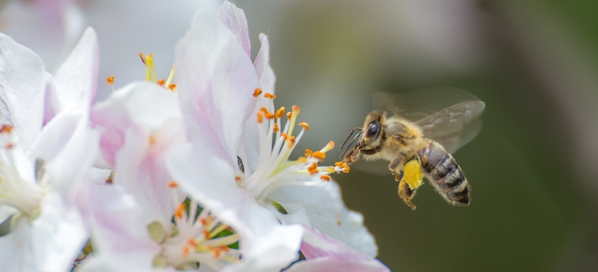 abelha-polinização