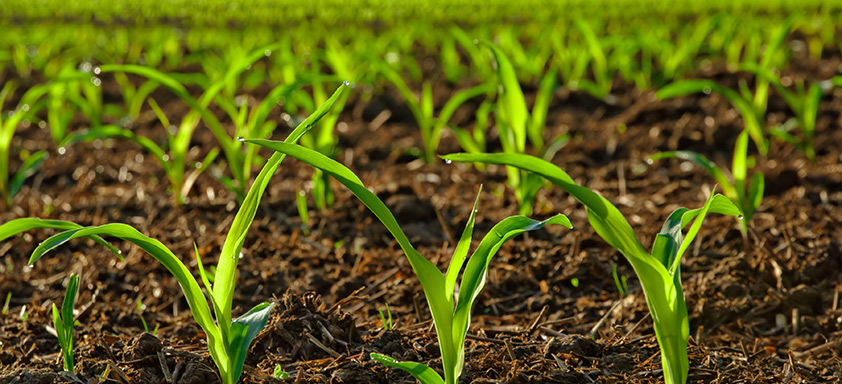Lavoura de milho