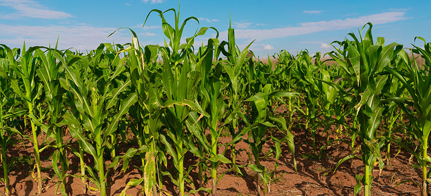 Lavoura de milho