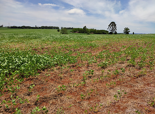 Lavoura de soja com nematoides