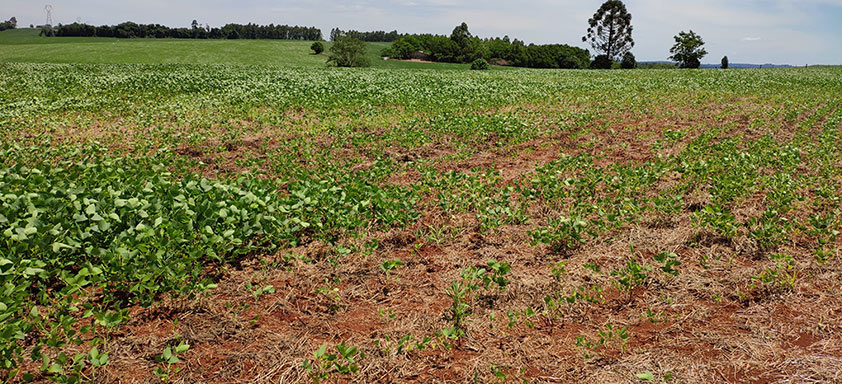 Lavoura de soja com nematoides