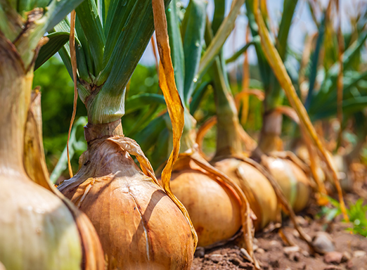 Lavoura de hortifrúti