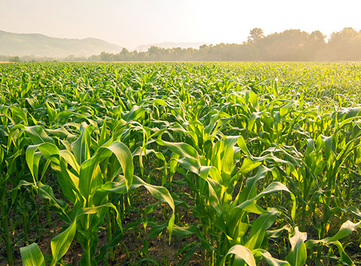 Lavoura de milho