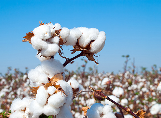 Lavoura de algodão