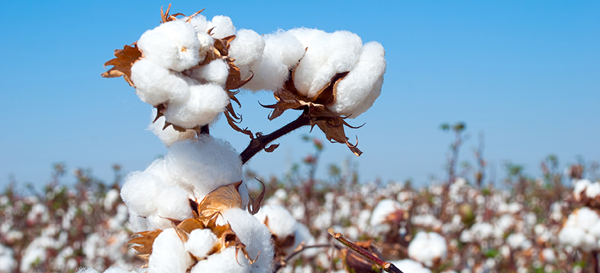Lavoura de algodão