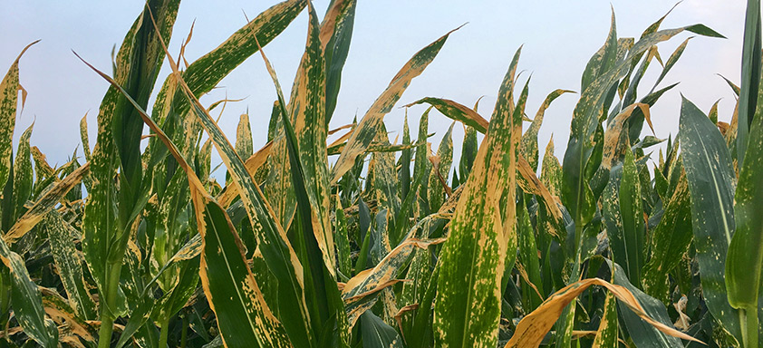 Lavoura de milho comprometida por doenças