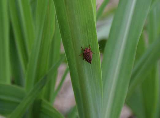Cigarrinha-das-raízes na cana
