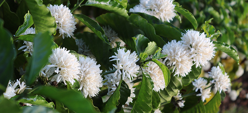 Florada do café