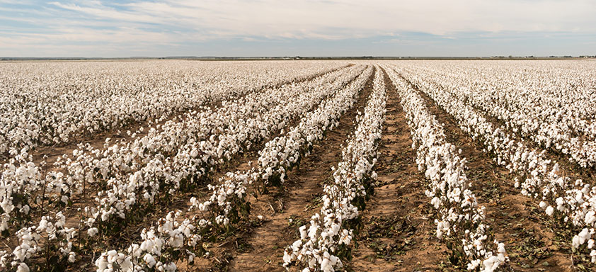 Cultura do algodão