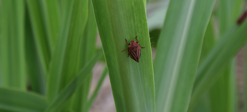 Cigarrinha-das-raízes na cana