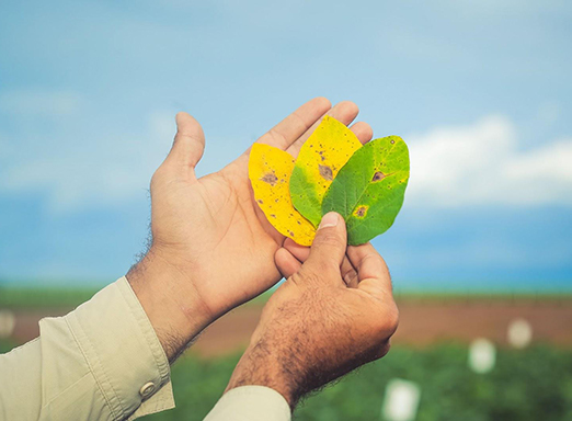 Doenças da soja