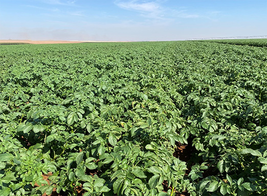 Lavoura de batata - representação das culturas de hortifrúti