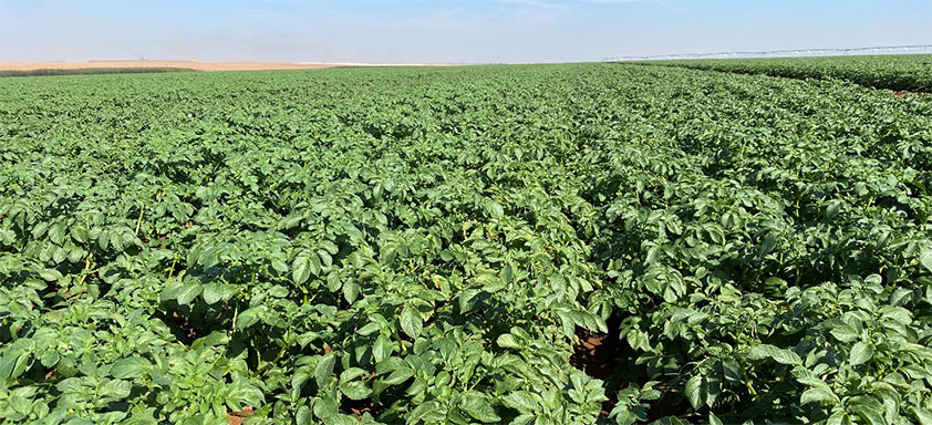 Lavoura de batata - representação das culturas de hortifrúti