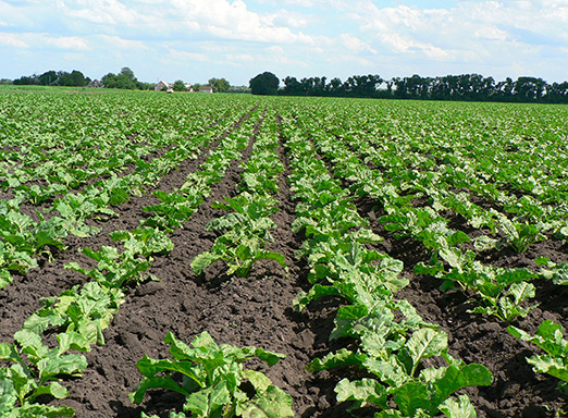 Cultura de hortifrúti