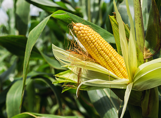 Lavoura de milho