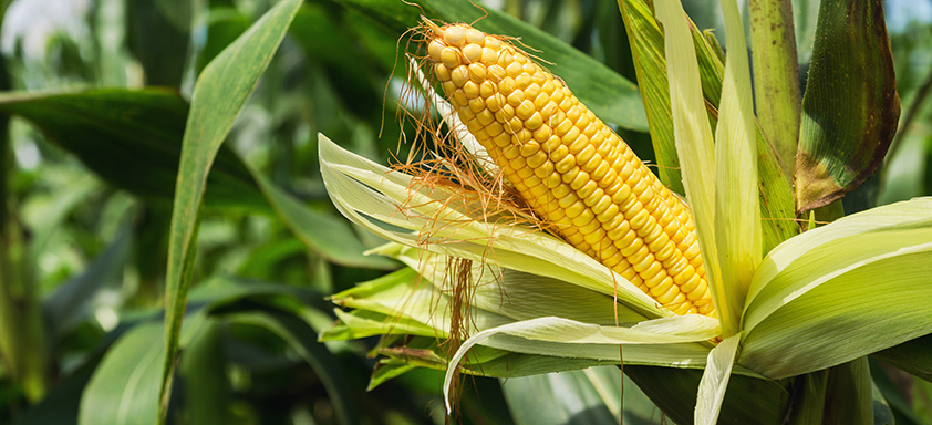Lavoura de milho