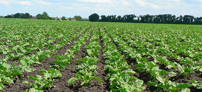 Cultura de hortifrúti