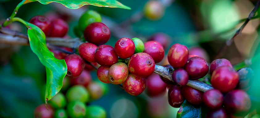 Cafeeiro com frutos