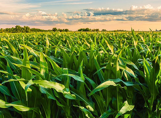 Lavoura de milho