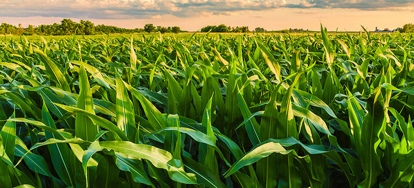 Lavoura de milho