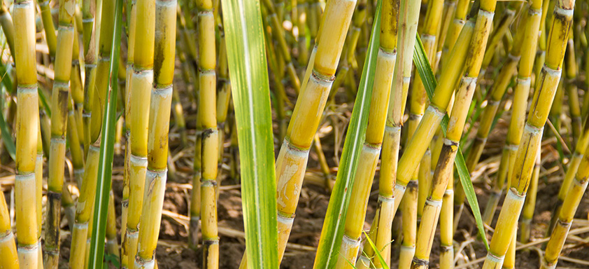 Lavoura de cana-de-açúcar