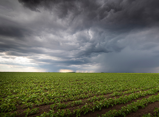Lavoura de soja com previsão de chuvas