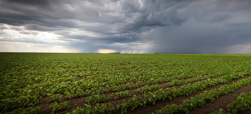 Lavoura de soja com previsão de chuvas