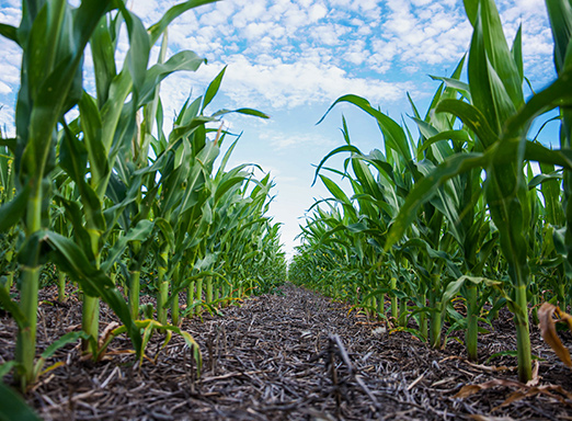 Lavoura de milho