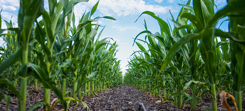 Lavoura de milho