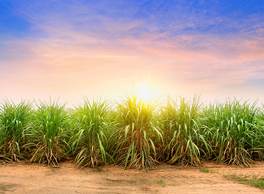 Lavoura de cana-de-açúcar