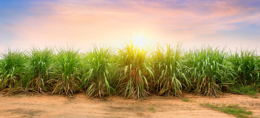 Lavoura de cana-de-açúcar