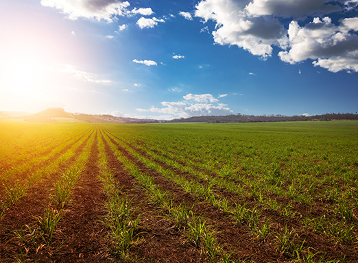 Lavoura de cana-de-açúcar