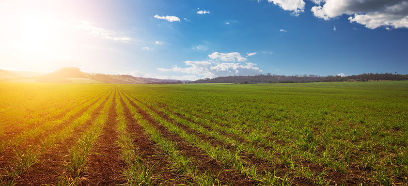 Lavoura de cana-de-açúcar