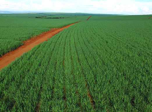 Lavoura de cana-de-açúcar