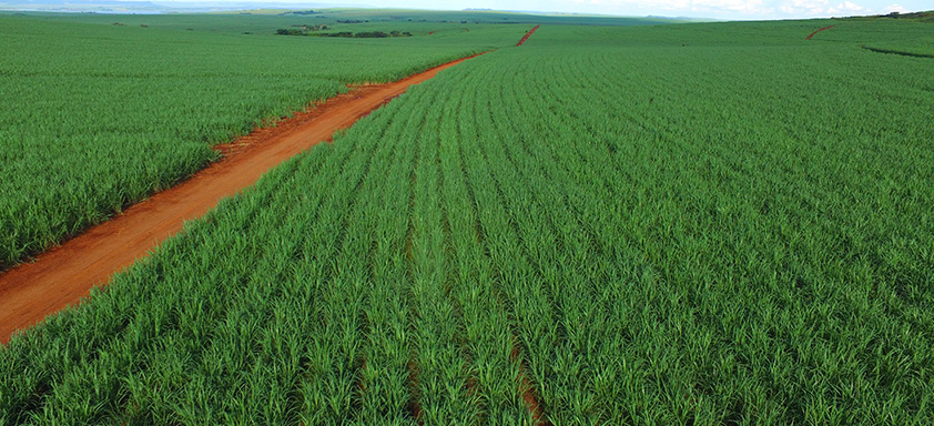 Lavoura de cana-de-açúcar