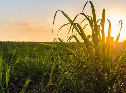 Lavoura de cana-de-açúcar