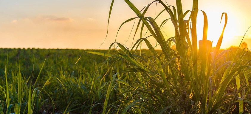 Lavoura de cana-de-açúcar