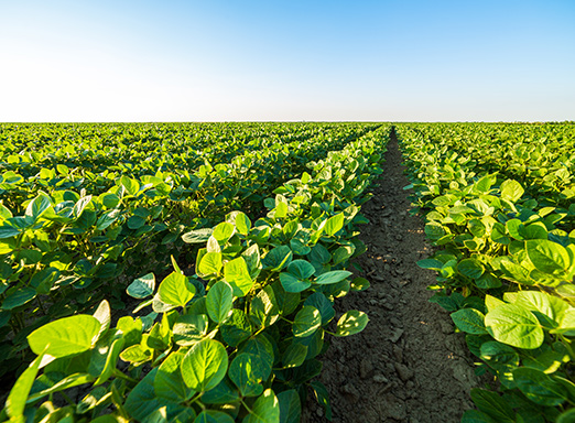 Lavoura de soja
