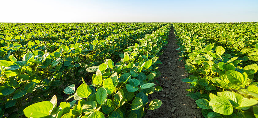 Lavoura de soja