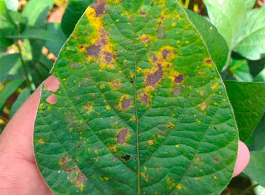 Soja com cercoporiose