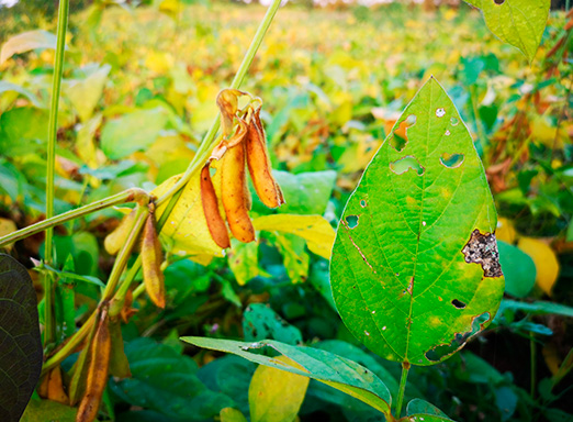 Lavoura de soja doente