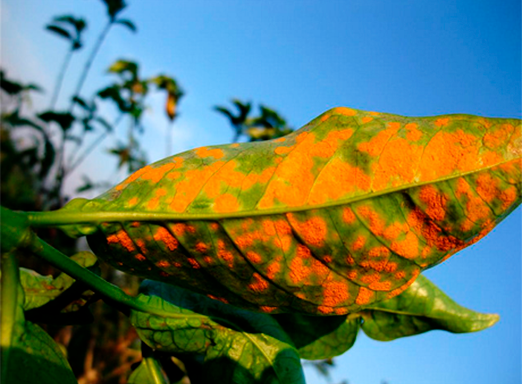 Ferrugem-do-cafeeiro