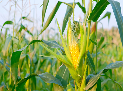 Lavoura de milho