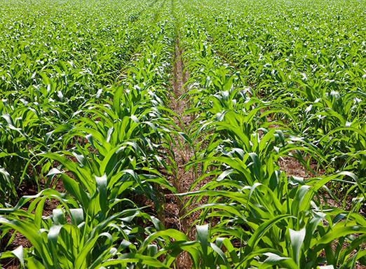 Lavoura de milho